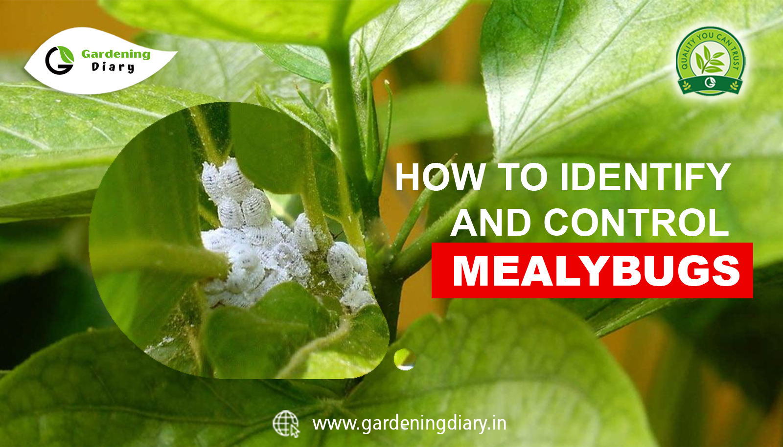 HOW TO IDENTIFY AND CONTROL MEALYBUGS