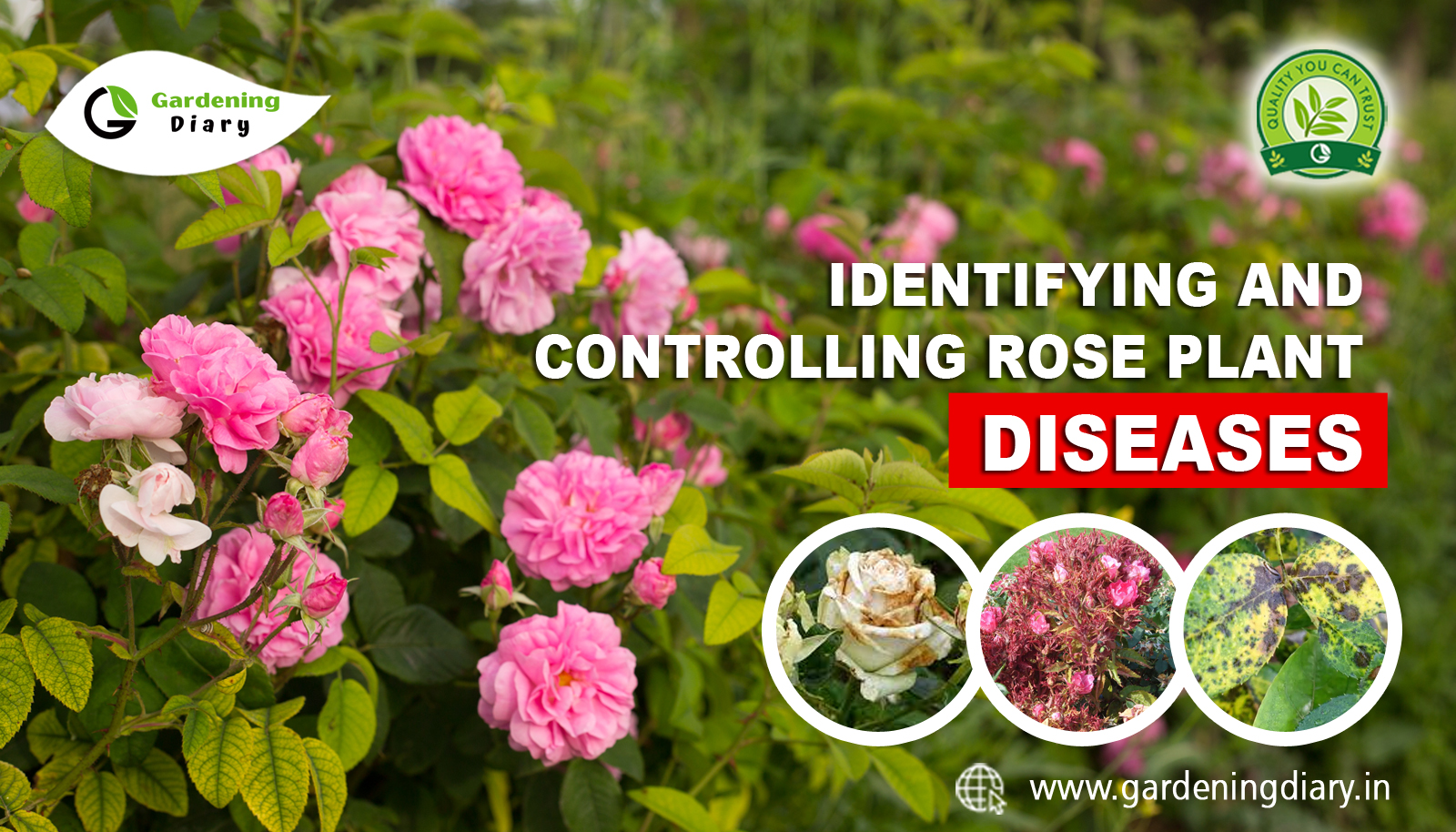 Identifying and Controlling Rose Plant Diseases